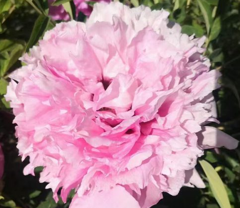 Jin Cheng Lan Rockii Tree Peony