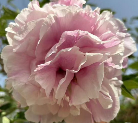 Lan Yun Qian Li Rockii Tree Peony