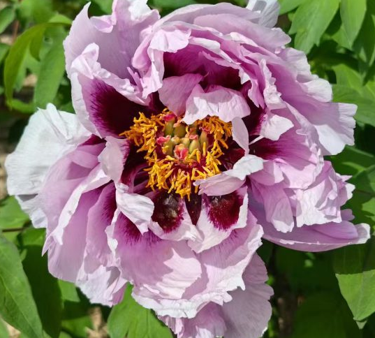 Lan Qiang Wei Rockii Tree Peony