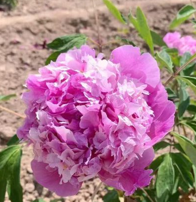 Lan Tian Piao Yun Rockii Tree Peony