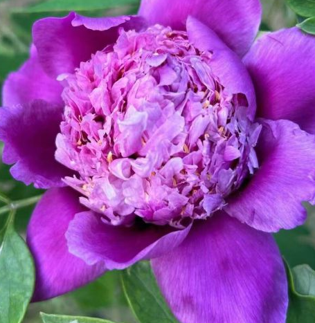 Lan Zhen Zhu Rockii Tree Peony