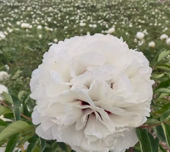 Bai Zhang Bing Rockii Tree Peony