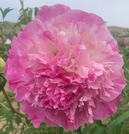 Bao Lian Deng Rockii Tree Peony