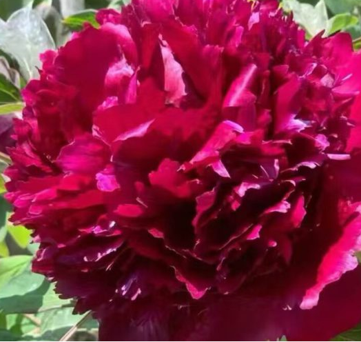 Hei Zhu Pan Rockii Tree Peony