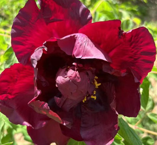Hei Mei Ren Rockii Tree Peony