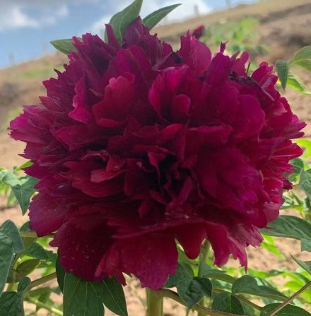 Hei Tian E Rockii Tree Peony