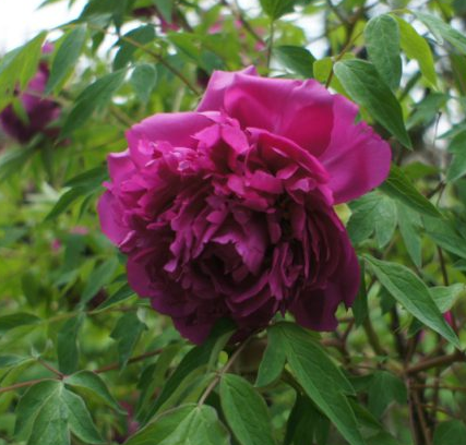 Hei Mei Gui Tree Peony