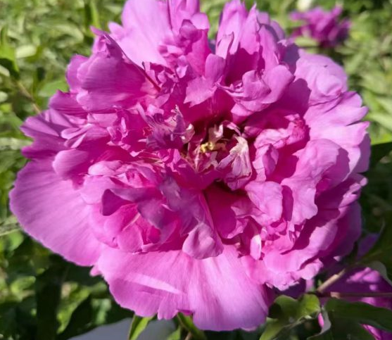 Hong Guan Ying Xian Rockii Tree Peony