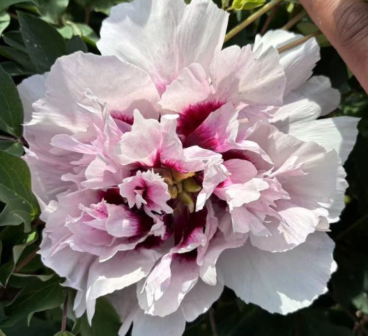 Ping Fen Qiu Se Rockii Tree Peony