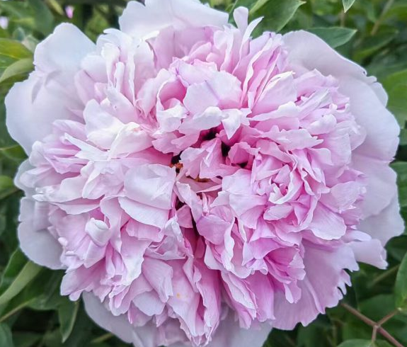 Fen Guan Yu Zhu Rockii Tree Peony