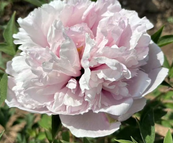 Fen Xiu Qiu Rockii Tree Peony
