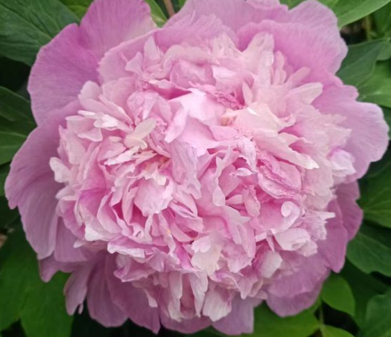Fen Rong Rockii Tree Peony