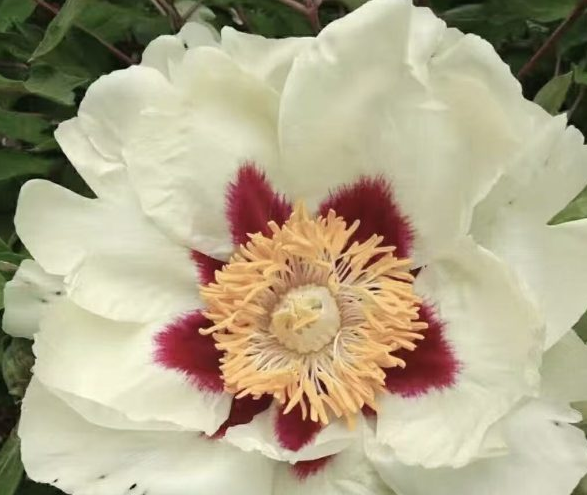 Huang He Rockii Tree Peony