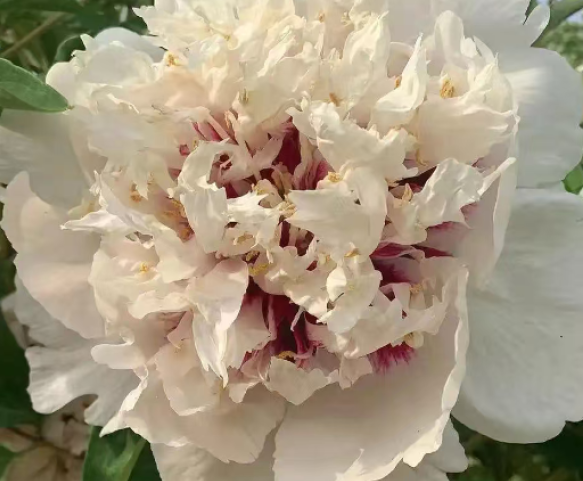 Huo Feng Huang Rockii Tree Peony