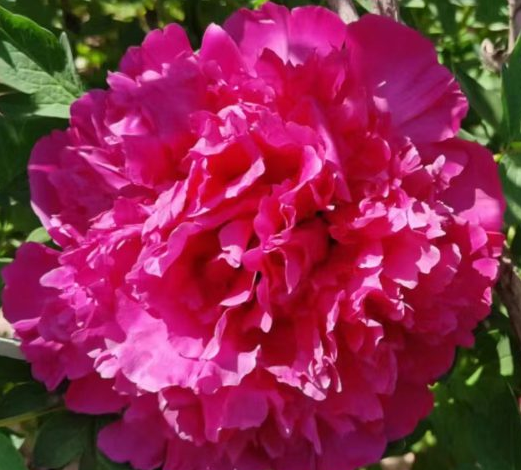 Zi Guan Ying Xian Rockii Tree Peony