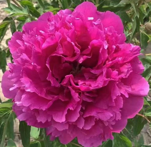 Hong Guan Qun Fang Rockii Tree Peony