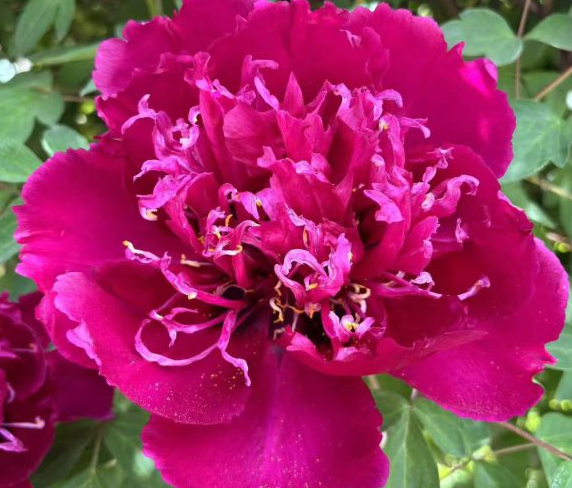 Zi Guan Yu Chi Rockii Tree Peony
