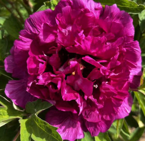 Zi Zhu Sha Rockii Tree Peony