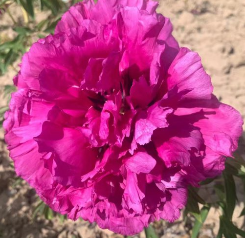 Zi Yan Rockii Tree Peony