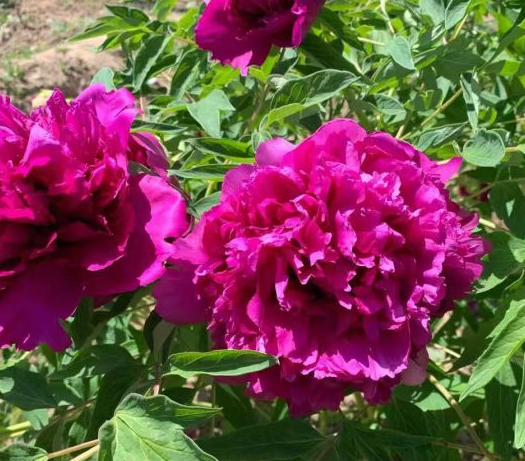 Hong Lou Cha Cui Rockii Tree Peony