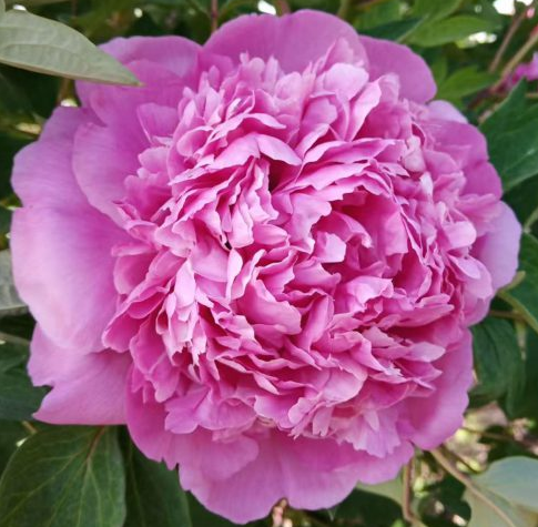 Hong Guan Yu Zhu Rockii Tree Peony