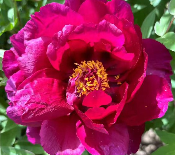 Gu Cheng Xiang Hui Rockii Tree Peony