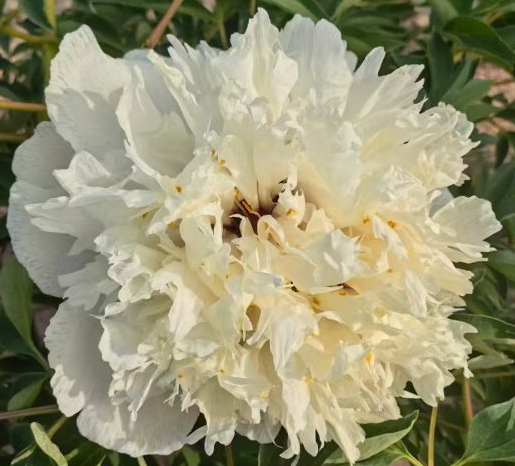 Jin Dian Yan Wei Bai Rockii Tree Peony