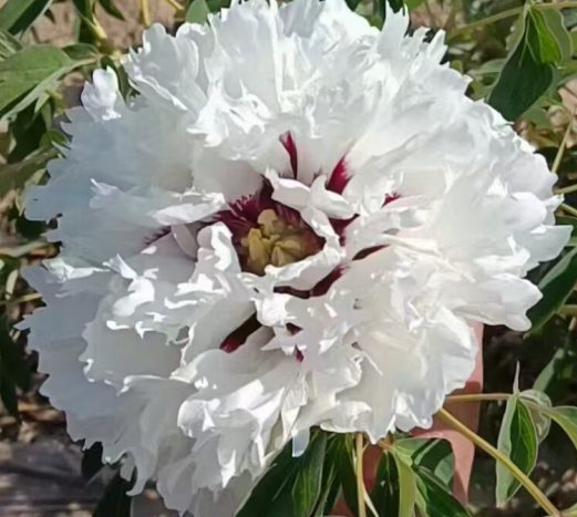 Ying Bai He Rockii Tree Peony