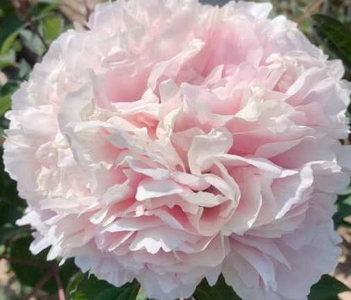 Lan Xian Nv Rockii Tree Peony
