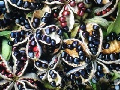 Paeonia Rockii Seeds
