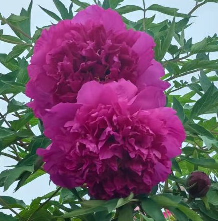 Ai Hong Xiu Qiu Rockii Tree Peony