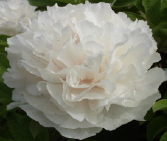 Bai Xue Ta Tree Peony