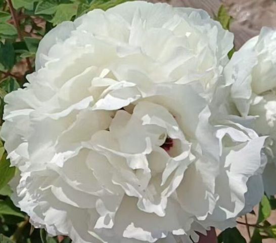 Bai Yu Shan Rockii Tree Peony