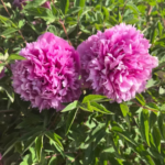 Daily Care of Paeonia Rockii:Complete Maintenance Guide