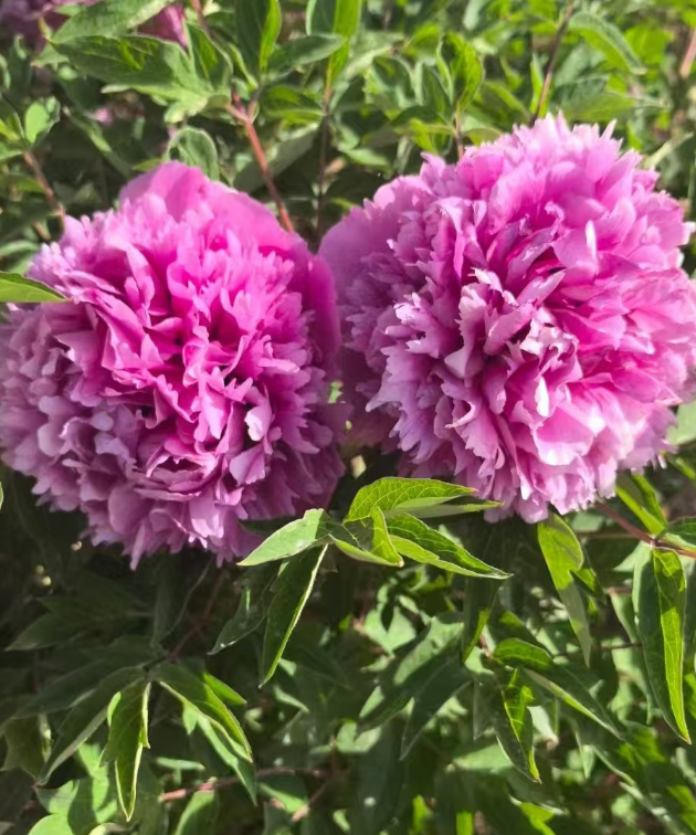 Tian Shan Wo Xue Rockii Tree Peony