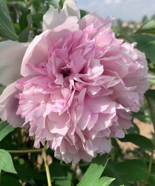 Hong Xian Nv Rockii Tree Peony