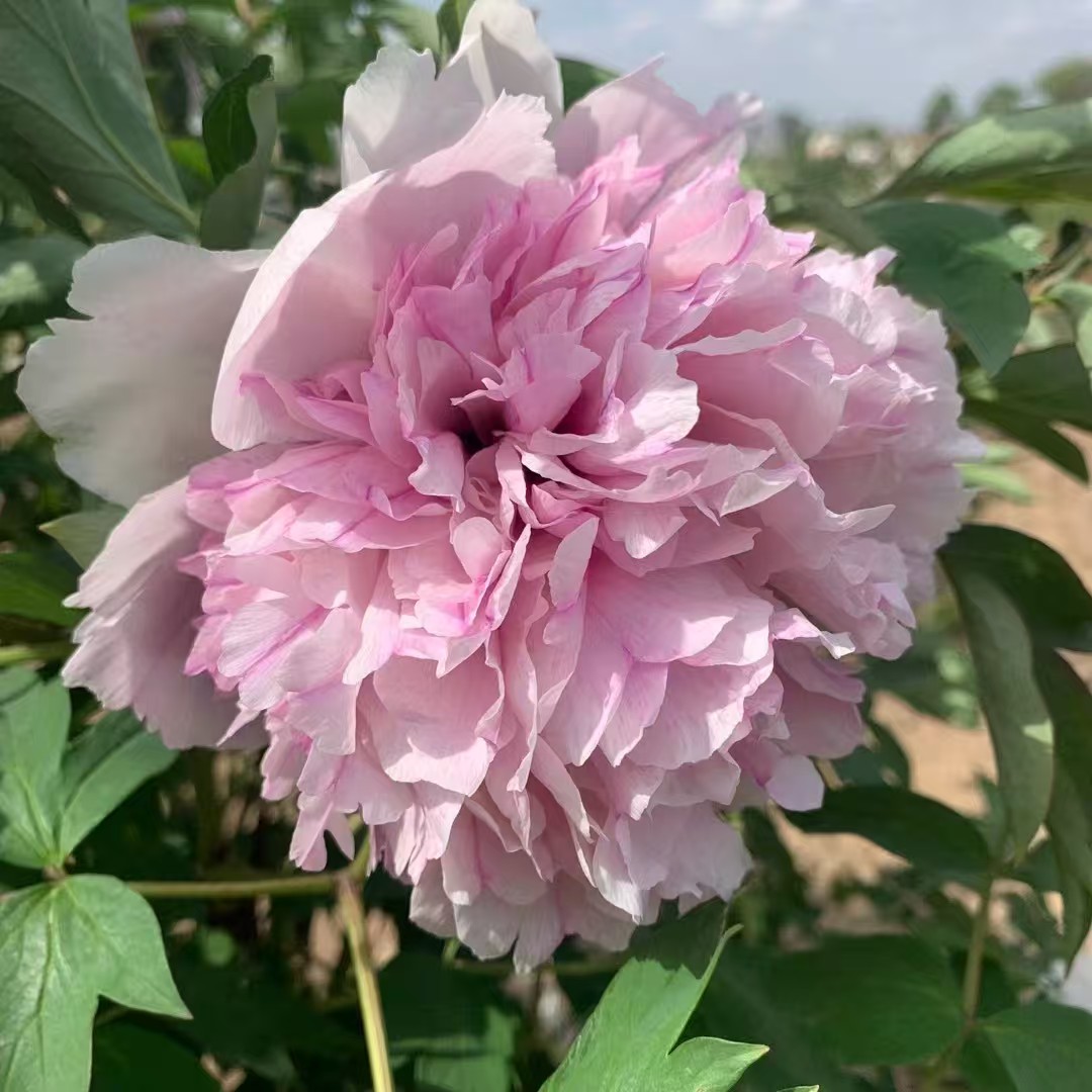 Hong Xian Nv Rockii Tree Peony