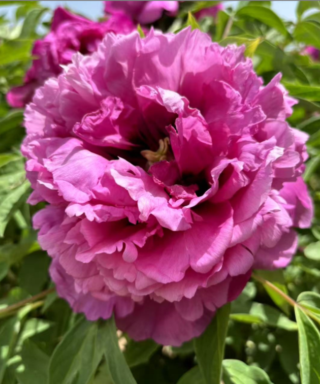 Hong Lou Cang Jiao Rockii Tree Peony