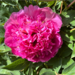 Benefits of Grafted Tree Peony Plants