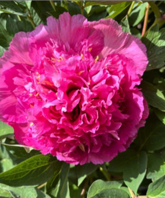 Hong Guan Jin Yao Dai Rockii Tree Peony