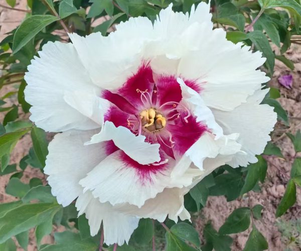 Ji Xue Shi Rockii Tree Peony