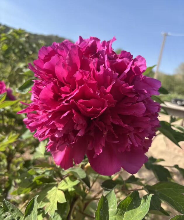 Jin cheng Hong Rockii tree peony