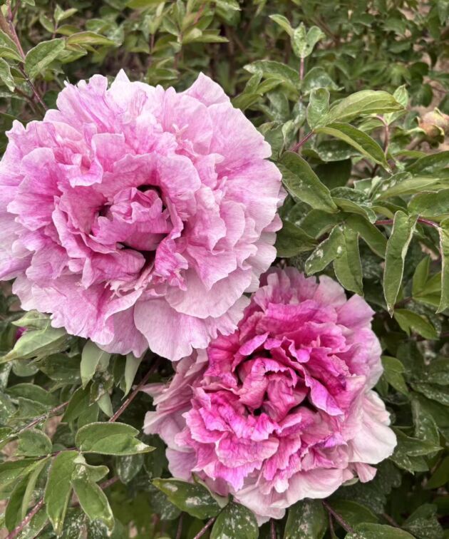 Long You Er Qiao Rockii Tree Peony