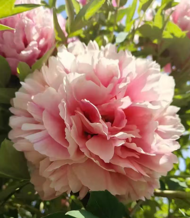 Tao Hong Xiu Qiu Rockii Tree Peony