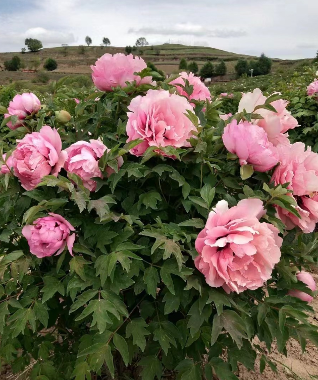 Tao Hua Zhuang Yuan Rockii Tree Peony