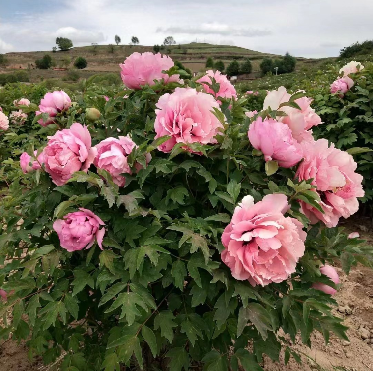 Tao Hua Zhuang Yuan Rockii Tree Peony