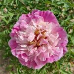 Paeonia rockii Planting Guide:How to Grow rockii Tree Peony