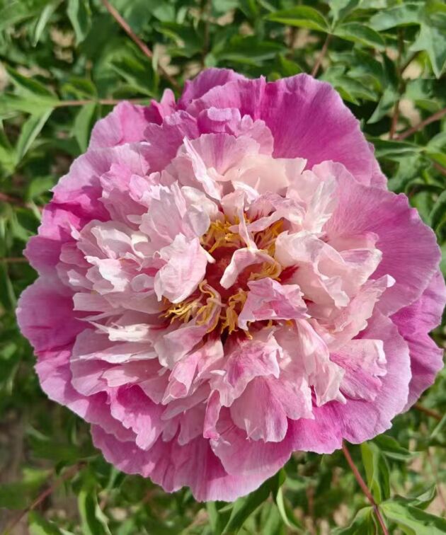 Tang Guo Rockii Tree Peony