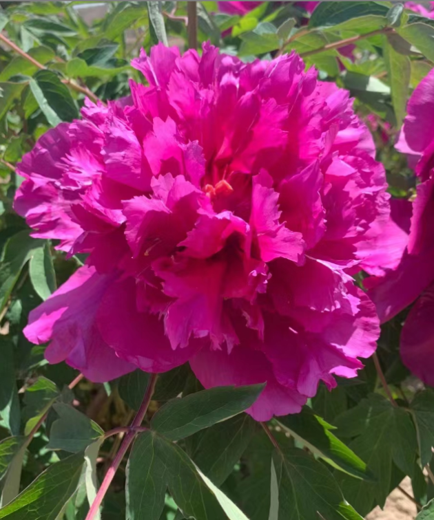 Ying Zhen Xiu Hong Pao Rockii Tree Peony