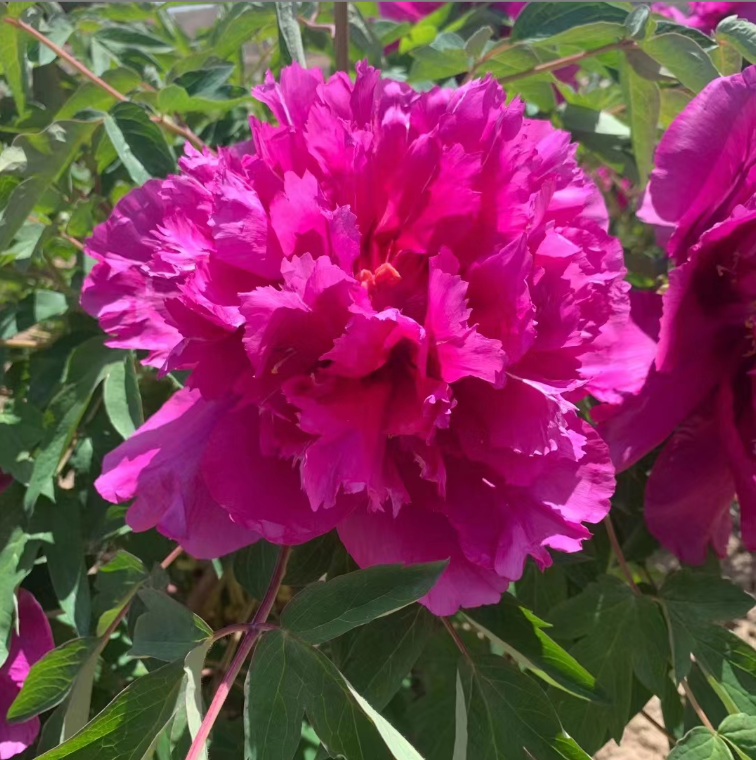 Ying Zhen Xiu Hong Pao Rockii Tree Peony